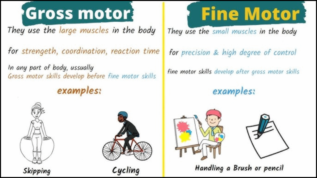 Gross Motor vs. Fine Motor Skills, What’s the Difference?